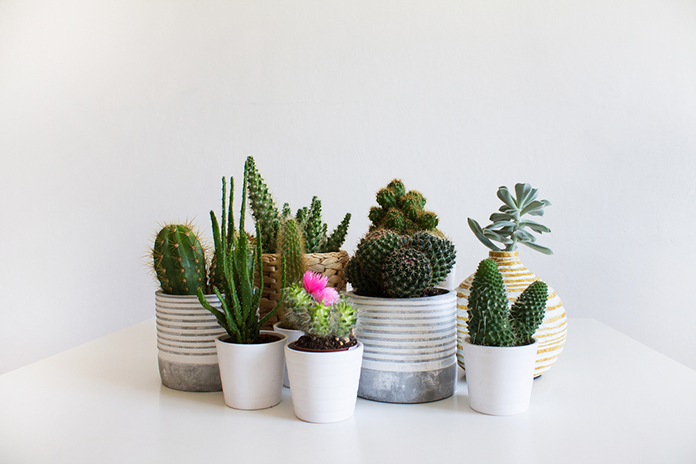 decorar-con-cactus-plantas-duraderas