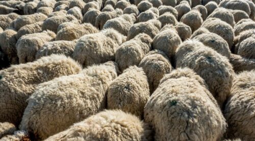 Biomaterial_Lana_Oveja_Portada