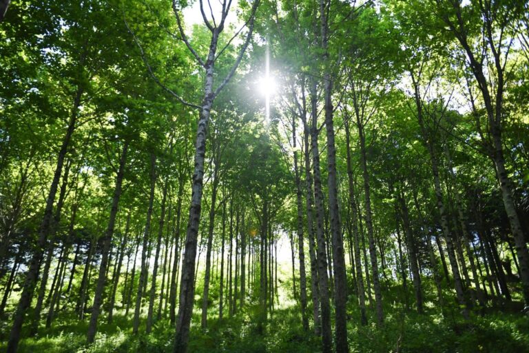 Fachadas Vegetales, un nuevo Mecanismo de Ahorro de Energía 37735