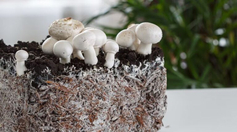 Materiales_Construcción_Hongos_Portada