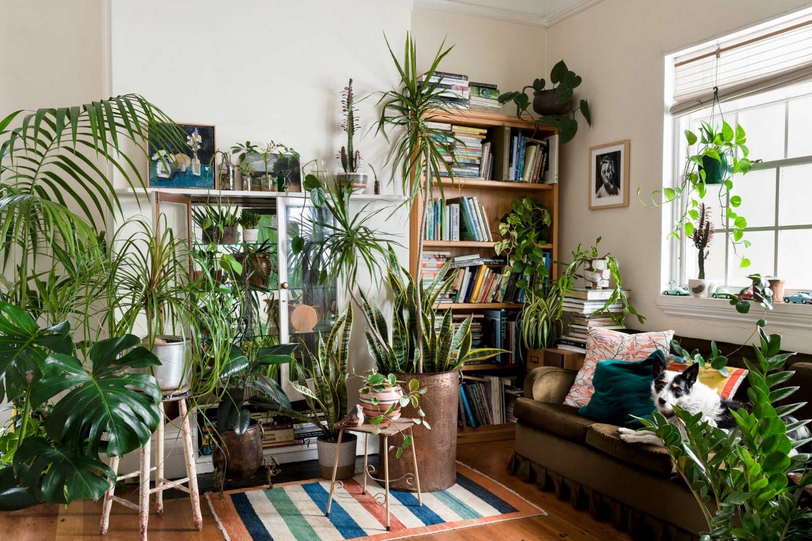 plantas-renovar-casa-sostenibles-economicas