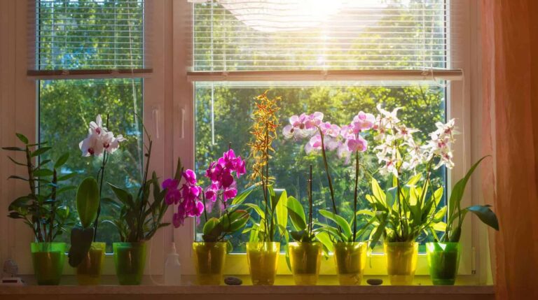 Por qué tener Flores Naturales en Casa es bueno 48295