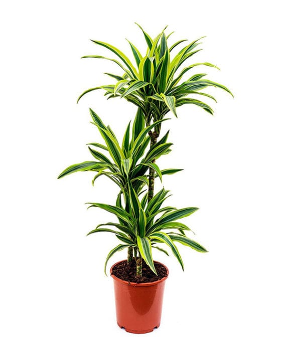 planta-dracena