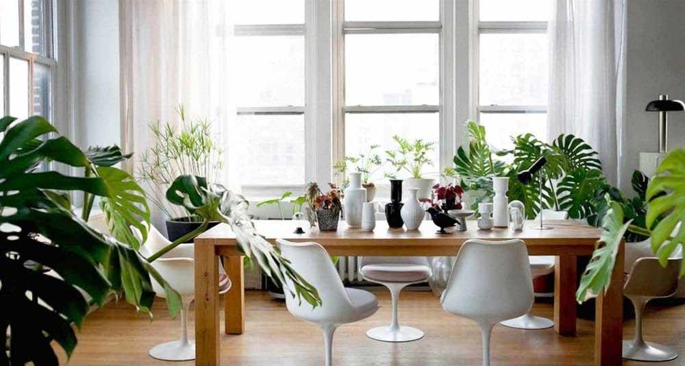 plantas-comedor