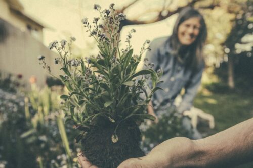 Nuevo Sistema para obtener Electricidad a través de las Plantas 39092