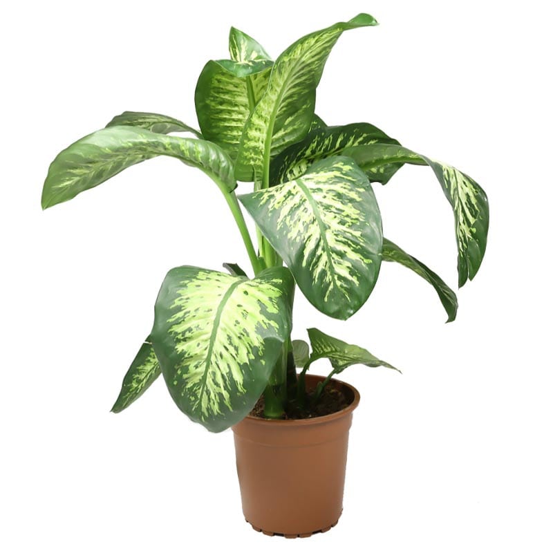 planta-dieffenbachia