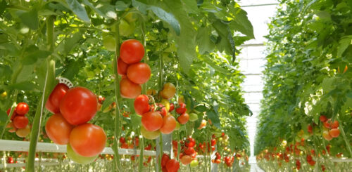 Claves para Elegir el Plástico Adecuado para Invernaderos: Guía Completa 60647